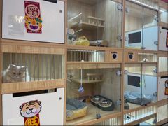 -山宅一喵德文卷毛猫舍