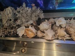 -开海·红岛海鲜虾水饺(石老人店)