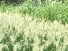 -昆山城市生态森林公园