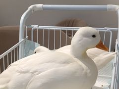 -怪兽屋·羊驼·猫咖·狗咖(俊华广场店)