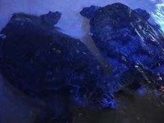 -华夏文旅西安度假区