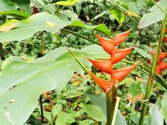 -中国科学院西双版纳热带植物园