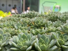 -gaga(深圳南山益田假日广场店)
