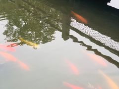 -西湖游船