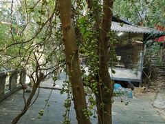 -美丽南方·老木棉匠园·团建烧烤·烤全羊