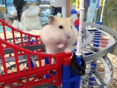 -龟与熊猫宠物公园(南坪店)