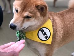 -逗柴咖啡屋·狗咖猫咖宠物桌游