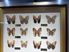 -上海昆虫博物馆