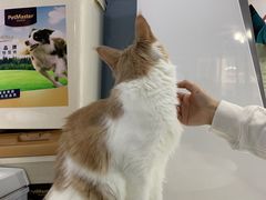 -喵的天空名猫咖啡馆·撸猫·猫舍·用品