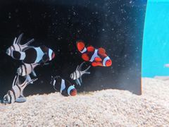 -青石桥花鸟鱼虫市场(叠翠城店)