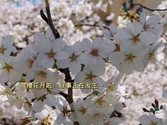 -高东镇樱花园