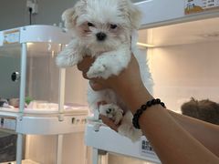 -翊宠yipet猫狗购宠庄园犬舍•猫舍