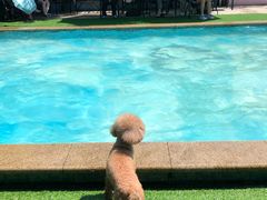 -汪说喵讲宠物乐园宠物酒店(红星美凯龙店)