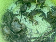 -上海吴淞炮台湾国家湿地公园