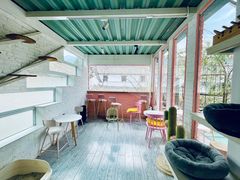 -喵屿·大理花园猫咖