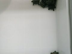 -灵龟之家百象馆(百象馆联合旗舰店)