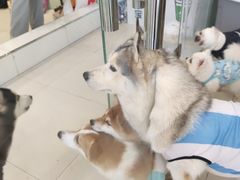 -怪兽屋·羊驼·猫咖·狗咖(俊华广场店)