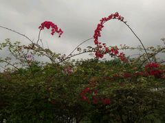 美不盛收的花-东莞植物园