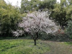 -上海虹桥迎宾馆