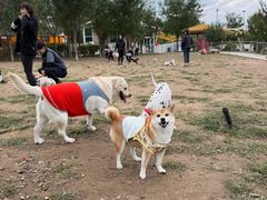 -爪吧宠物乐园 (温榆河示范区店)