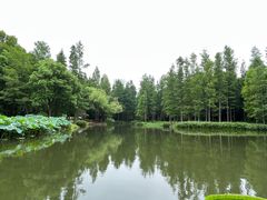 -上海滨江森林公园