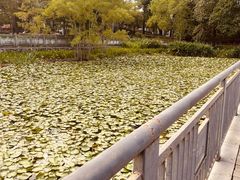 -荔湾湖公园