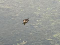 -丁香湖公园