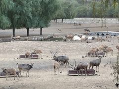 -北京麋鹿生态实验中心