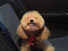 -瑞派动物医院·猫专科·至诚(江南中分院)