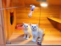 -猫十亿·布偶金渐层·曼基康矮脚猫舍(青年路店)