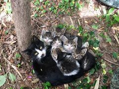 -海边的猫和咖啡馆