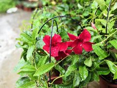 -桂林市花鸟市场