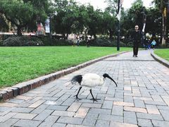 -悉尼海港大桥