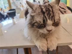 -飞行喵MR PILOT|猫舍·猫咖(静安大融城店)