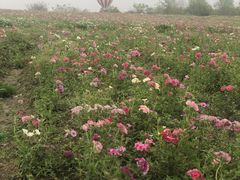 -歌斐颂巧克力小镇