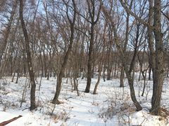-长春莲花山滑雪场