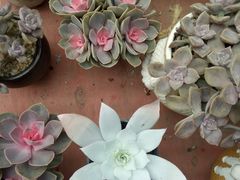 -龙大花卉苗木市场