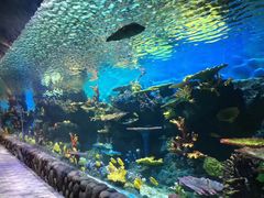 -华夏文旅海洋公园