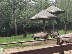 -大连森林动物园