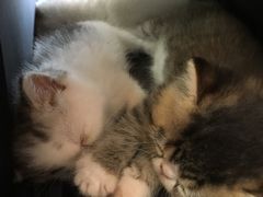 -瑞鹏宠物医院·骨科·猫科·内科(第一中心)