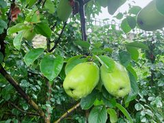 -长安上水缘度假庄园