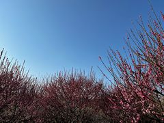 -香雪海
