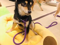 -逗柴咖啡屋·狗咖猫咖宠物桌游