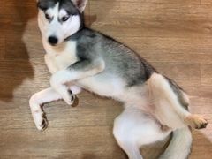 -Husky Go! 哈士奇体验馆·宠物咖啡厅狗咖