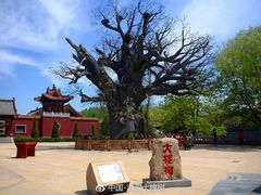-大槐树寻根祭祖园