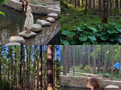 -洛阳白云山景区