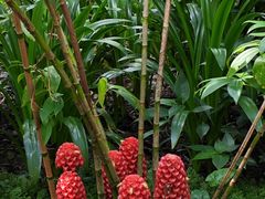 -中国科学院西双版纳热带植物园