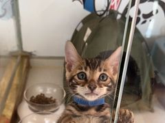 -糯米喵星人总部直营旗舰店·猫舍·幼猫出售