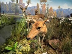 -陕西自然博物馆