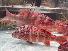 -万龙洲海鲜(大兴绿地缤纷城店)